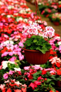 花,花园,南瓜花,花,新鲜,植物,没有人,红色 花,花园,南瓜花,花,新鲜,植物,没有人,红色