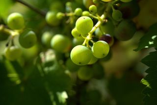 葡萄，葡萄藤，葡萄藤，葡萄酒，水果，自然，甜味，葡萄藤