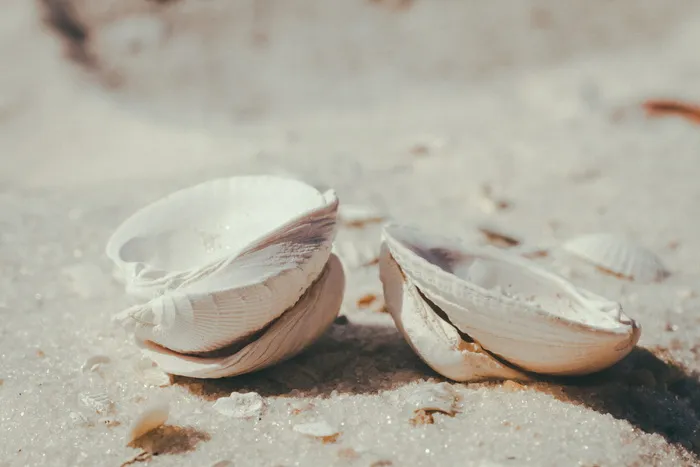 沙子，海滩，贝壳，圣彼得，特写，没有人，动物和野生动物，土地