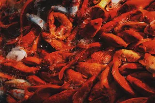 鱼, 水族馆, 水, 全画幅, 背景, 海鲜, 甲壳类动物, 大群动物