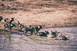 非洲，动物，狗，群体，湖泊，风景，哺乳动物，自然