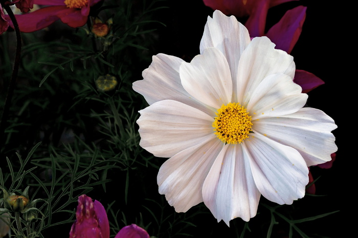 Cosmea, 传单叶 schmuckblume, 传单, 宇宙, cosmea bipinnata, kosmee, 花, 白