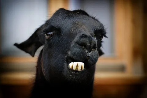 喇嘛、黑人、动物、可爱、善良、避难所、动物救援、动物福利