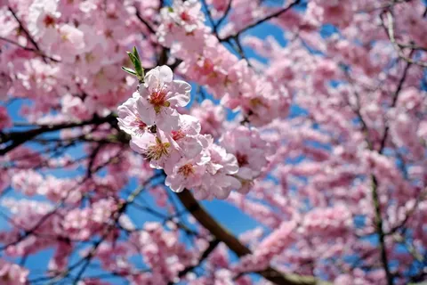 樱花树,日本樱花树,花朵,粉色,树,花树,春天,日本樱花 樱花树,日本樱花树,花朵,粉色,树,花树,春天,日本樱花