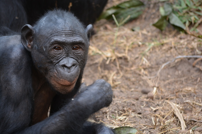lola ya bonobo，刚果民主*，金沙萨，非洲，猿，自然，潘，帕尼斯科