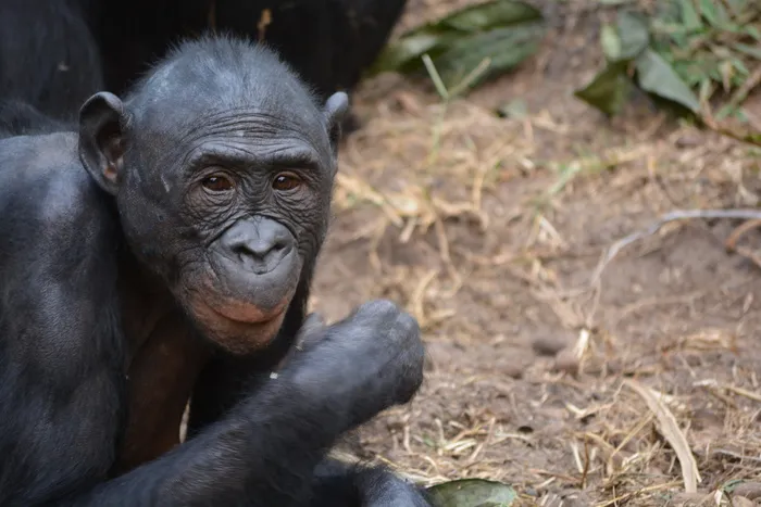 lola ya bonobo，刚果民主*，金沙萨，非洲，猿，自然，潘，帕尼斯科