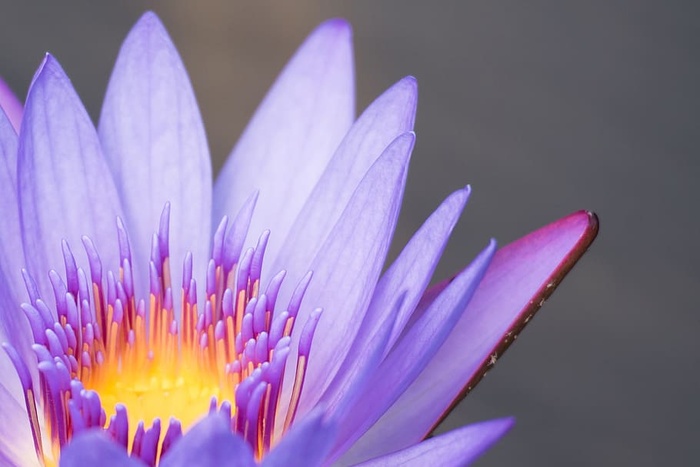 花瓣