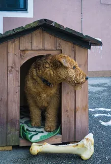 狗，艾尔代尔，狗窝，骨头，哺乳动物，动物，动物主题，一只动物