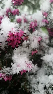 季节,自然,花,植物,树,叶,装饰,圣诞节 季节,自然,花,植物,树,叶,装饰,圣诞节