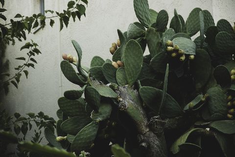 希腊、马里亚、克里特岛、克里特岛、马里亚公园度假村、异国情调、仙人掌、花园、植物、绿色