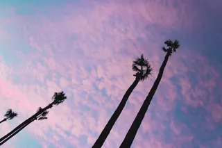 植物、树木、棕榈树、槟榔科、天空、轮廓、户外、灯光