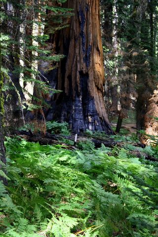 红木，燃烧，加利福尼亚，森林，自然，红杉，树木，国家