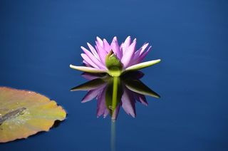 睡莲垫，水，睡莲，花，花园，池塘，自然，开花