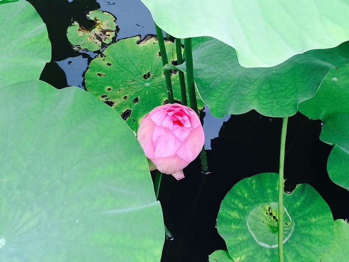 莲花，花，水面，叶，花，植物部分，植物，开花植物