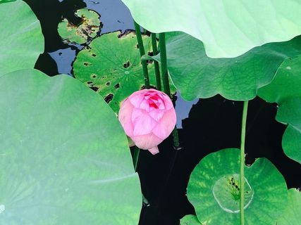 莲花，花，水面，叶，花，植物部分，植物，开花植物