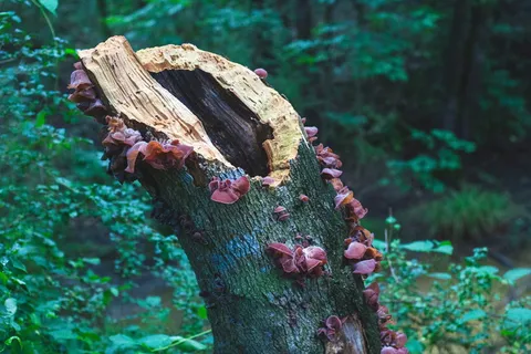 美国，杰克逊，杰克逊动物园，动物园，破碎，蘑菇，绿色，紫色