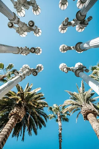 树木和灯柱的虫眼摄影