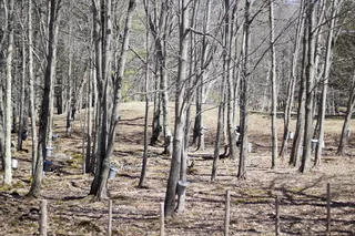 美国，纽菲尔德，自然，金属，商业，户外，树木，草地