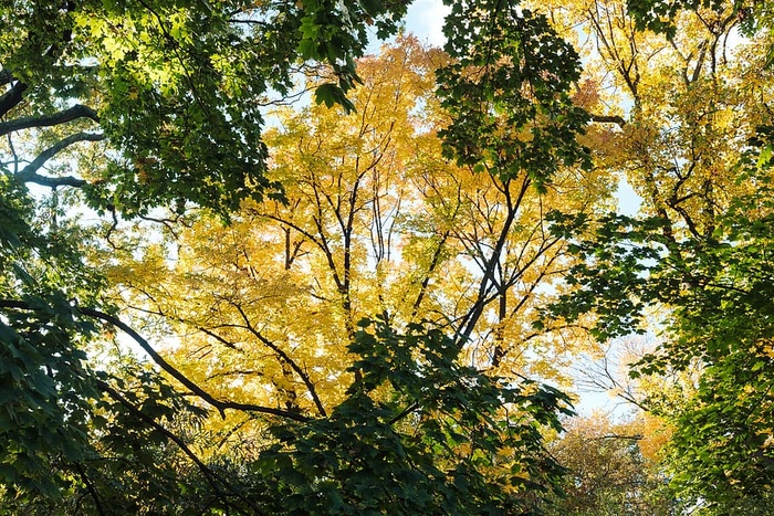 树木，树林，秋天，黄色，绿色，十月，季节，树木