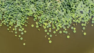 美国，吉布森港，无名路，百合花垫，丰饶，无人，大型物体群，自然