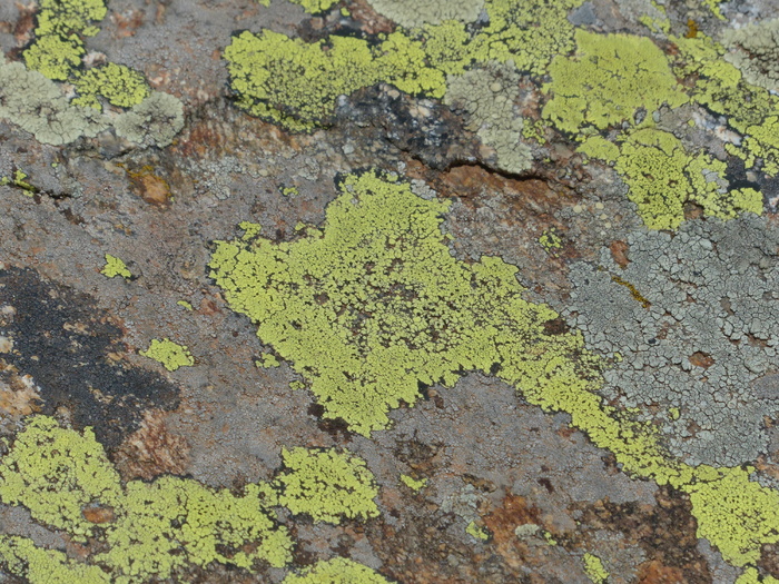 石头，地衣，岩石地衣，石头，污垢，landkartenflechte，rhizocarpon geographicum，裸岩