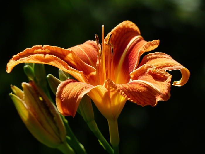 橙色，黄花菜花，特写摄影，黄红黄花菜，百合，萱草，棕红色黄花菜，网络管理员黄花菜