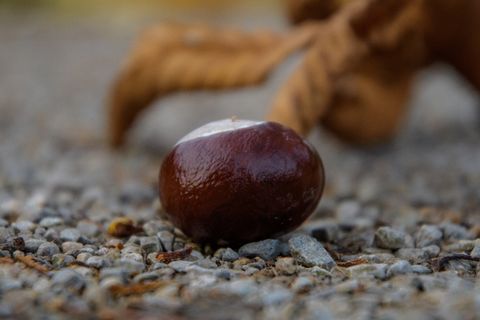 秋天，栗子，栗子叶，公园，栗子树，棕色，豆类，咖啡因