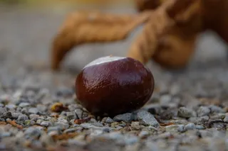 秋天，栗子，栗子叶，公园，栗子树，棕色，豆类，咖啡因