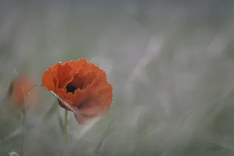 花,自然,花,田,草,红,花瓣,茎 花,自然,花,田,草,红,花瓣,茎