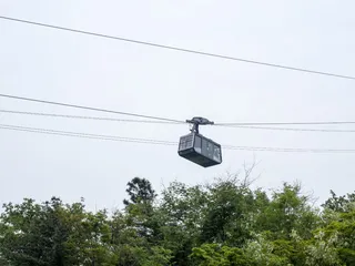 缆车、电线、旅行、树木、运输、客舱、电缆、低角度视图