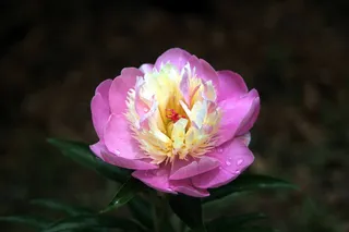 牡丹, 牡丹, 牡丹花, 树牡丹, 皮肤, 鲜花, 植物