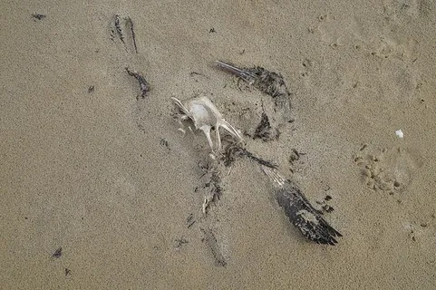死亡,鸟类,腐烂,死亡,鸬鹚,海滩,沙滩,禽流感 死亡,鸟类,腐烂,死亡,鸬鹚,海滩,沙滩,禽流感