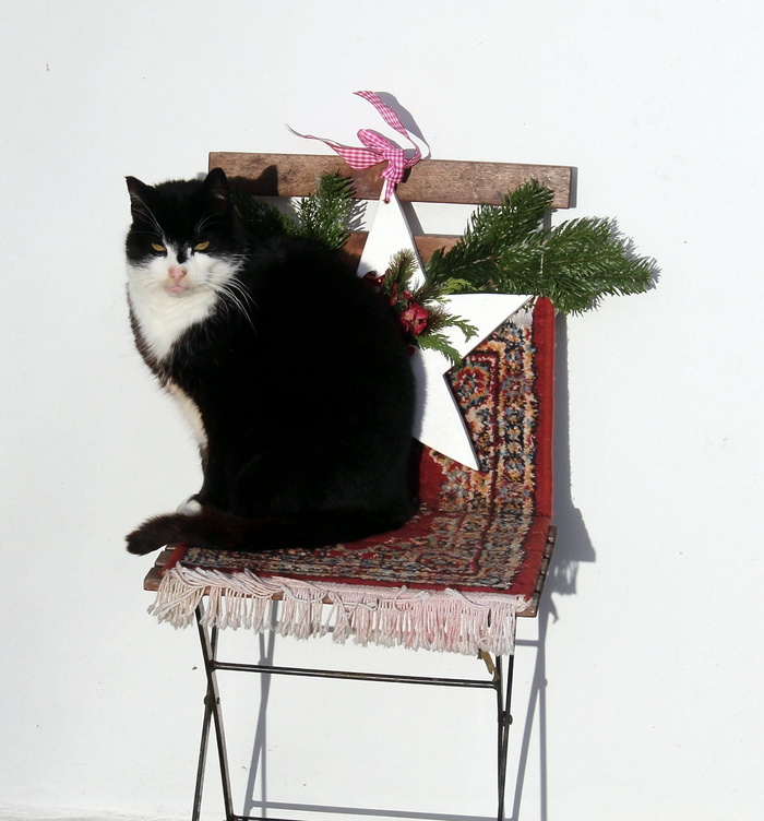 猫，椅子，装饰，动物，家猫，欧洲短毛，静物，装饰