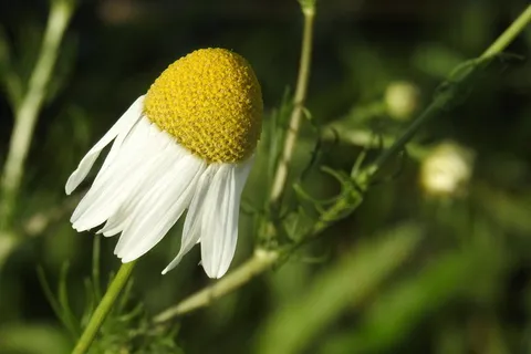 洋甘菊,洋甘菊花,复合材料,路边,植物,自然之美,新鲜度,特写 洋甘菊,洋甘菊花,复合材料,路边,植物,自然之美,新鲜度,特写