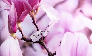 树，木兰，春天，粉色，自然，花朵，花朵，枝条