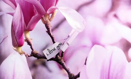 树,木兰,春天,粉色,自然,花朵,花朵,枝条 树,木兰,春天,粉色,自然,花朵,花朵,枝条