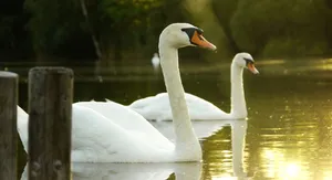 湖，天鹅，风景，田园诗，春天，自然，池塘，鸟