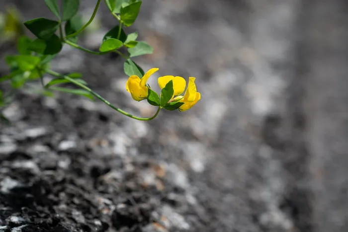 花，黄，小，黄，小花，小花，开花，开花，路边