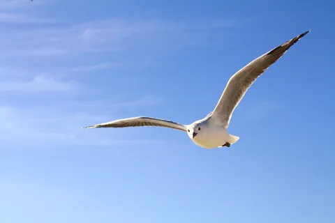 黑嘴鸥,飞行,白天,海鸥,天空,蓝色,飞行,云 黑嘴鸥,飞行,白天,海鸥,天空,蓝色,飞行,云