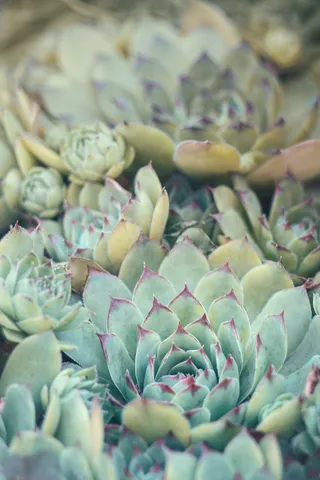 乌克兰, 科罗蒂奇, 高清背景, 手机背景, 手机壁纸, 壁纸, 宏, 自然