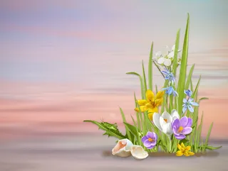 各种颜色的花，粉色，表面，春天，春天的花，自然，花，植物