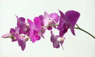 兰花，花朵，花朵，粉色，淡紫色，紫色，花朵，花朵