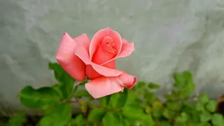 花，自然，植物，叶，开花植物，自然之美，花瓣，新鲜