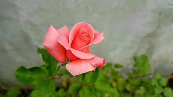 花,自然,植物,叶,开花植物,自然之美,花瓣,新鲜 花,自然,植物,叶,开花植物,自然之美,花瓣,新鲜