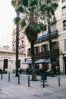 西班牙的棕榈树