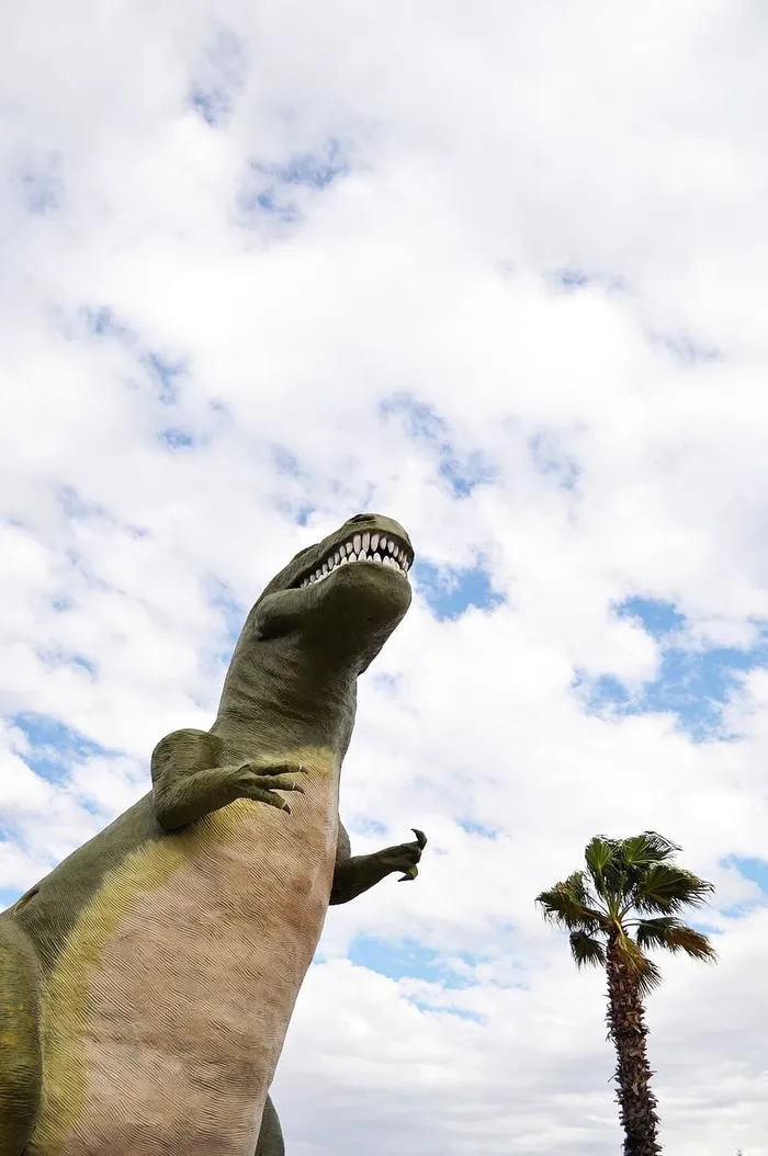 天空，户外，自然，爬行动物，夏天，云，棕榈树，棕榈泉