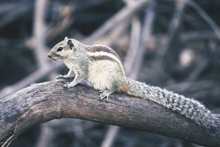 印度，班加罗尔，库本公园，松鼠之声，松鼠喂食器，松鼠陷阱，松鼠作为宠物，松鼠动物