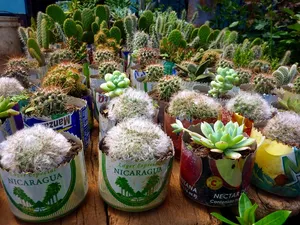 仙人掌，植物，线轴，尼加拉瓜，花卉，出售，文本，通讯