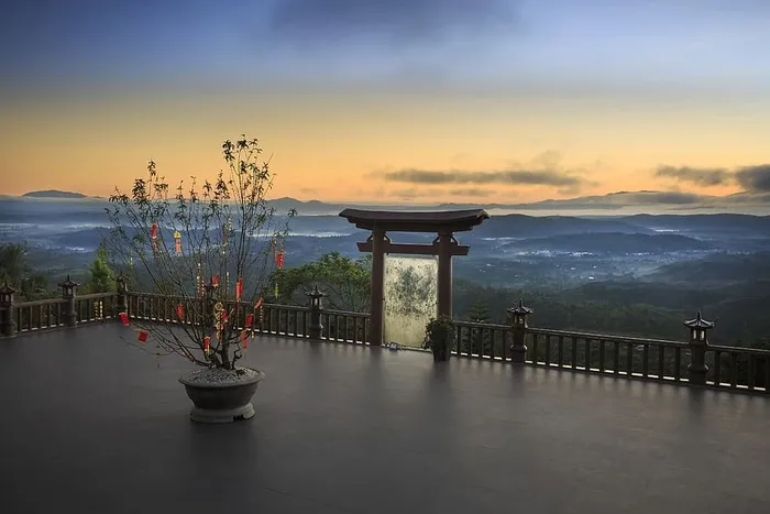 露台上的盆栽植物