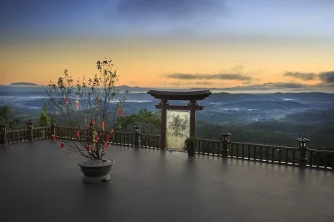 露台上的盆栽植物